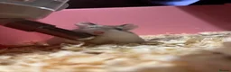 Hamster rodents for sale: Hamsters  in Warrington - Advert 1