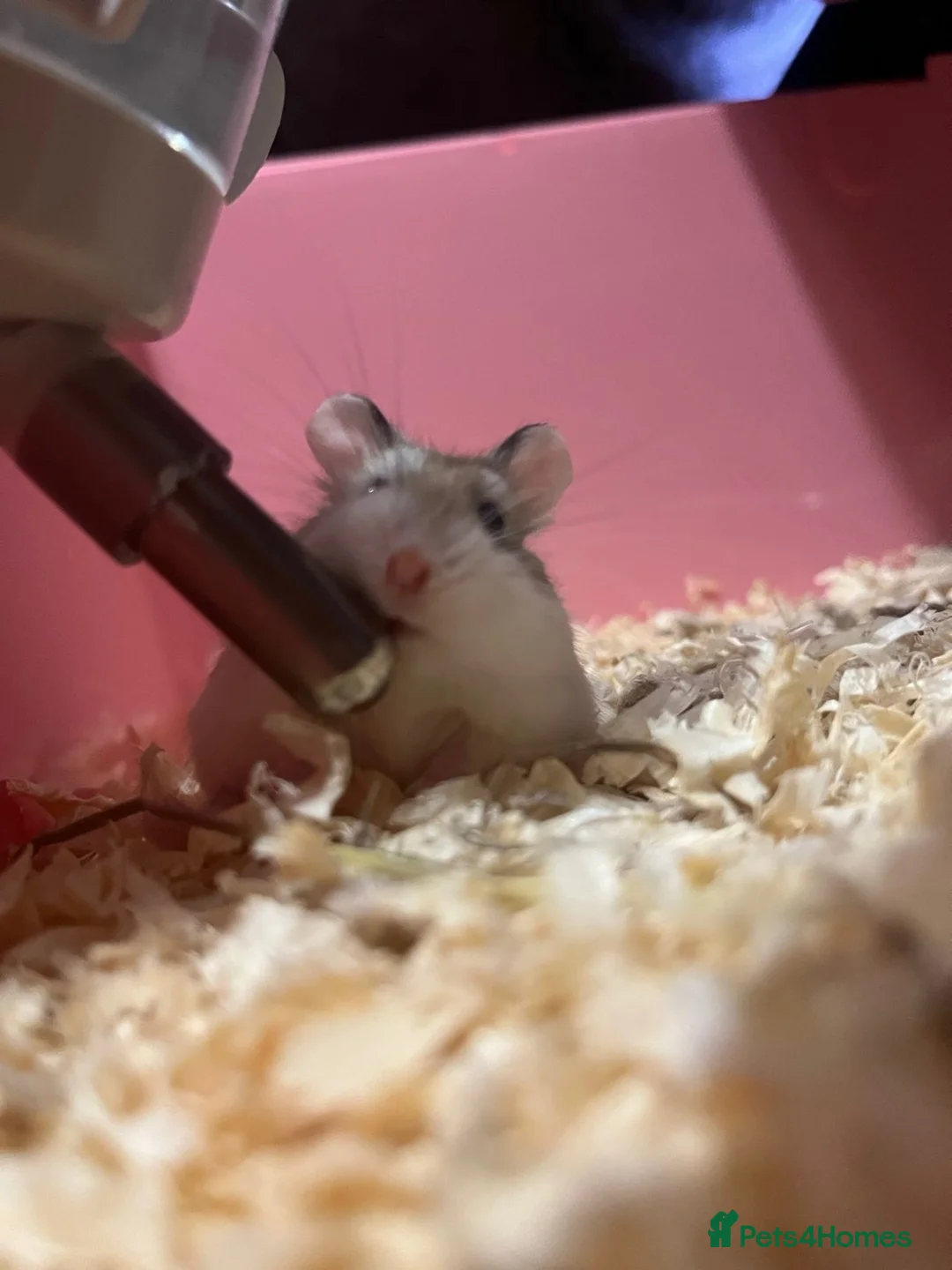 Hamster rodents for sale: Hamsters  in Warrington - Advert 1