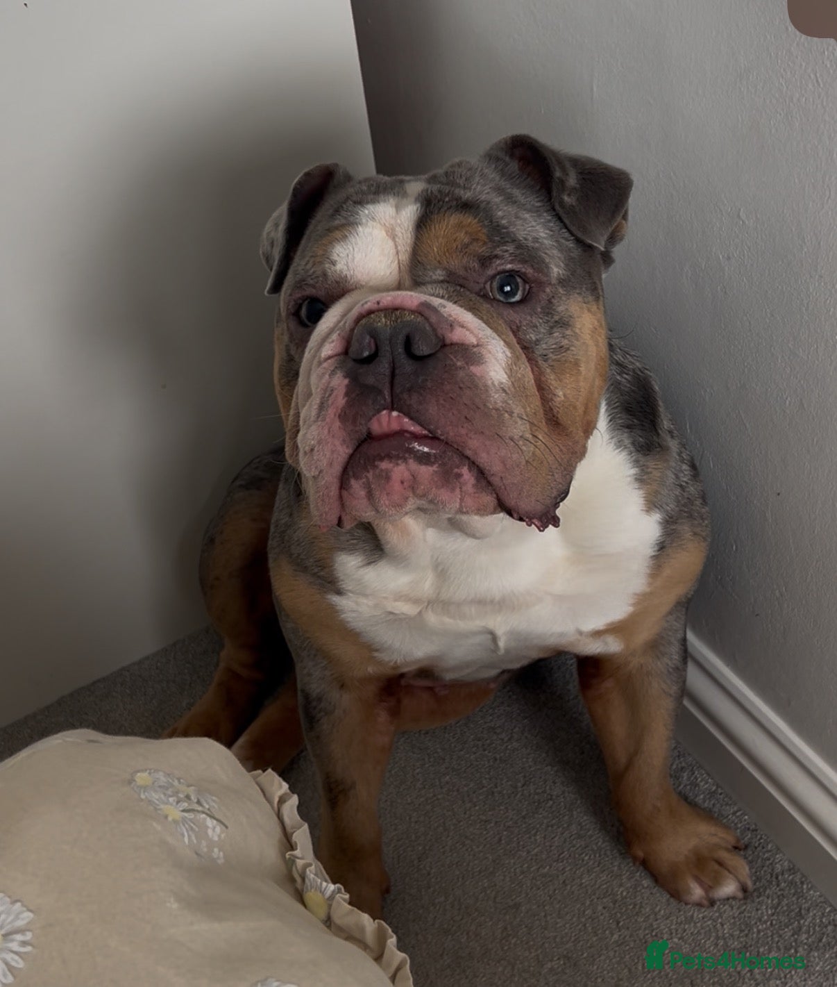English Bulldog dogs Up for adoption  - Advert 18