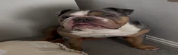 English Bulldog dogs for sale: Up for adoption  in Maidstone - Advert 1