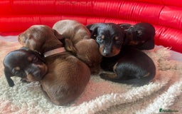 Miniature Dachshund dogs for sale: LAST ONE LEFT Miniature Dachshunds KC Registered in Pershore - Image 5
