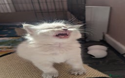 Ragdoll cats for sale: Beautiful gccf registered kittens - Image 8
