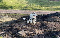 Siberian Husky dogs for stud: Stunning Blue eye Sibrian Husky for Stud in Liverpool - Image 11