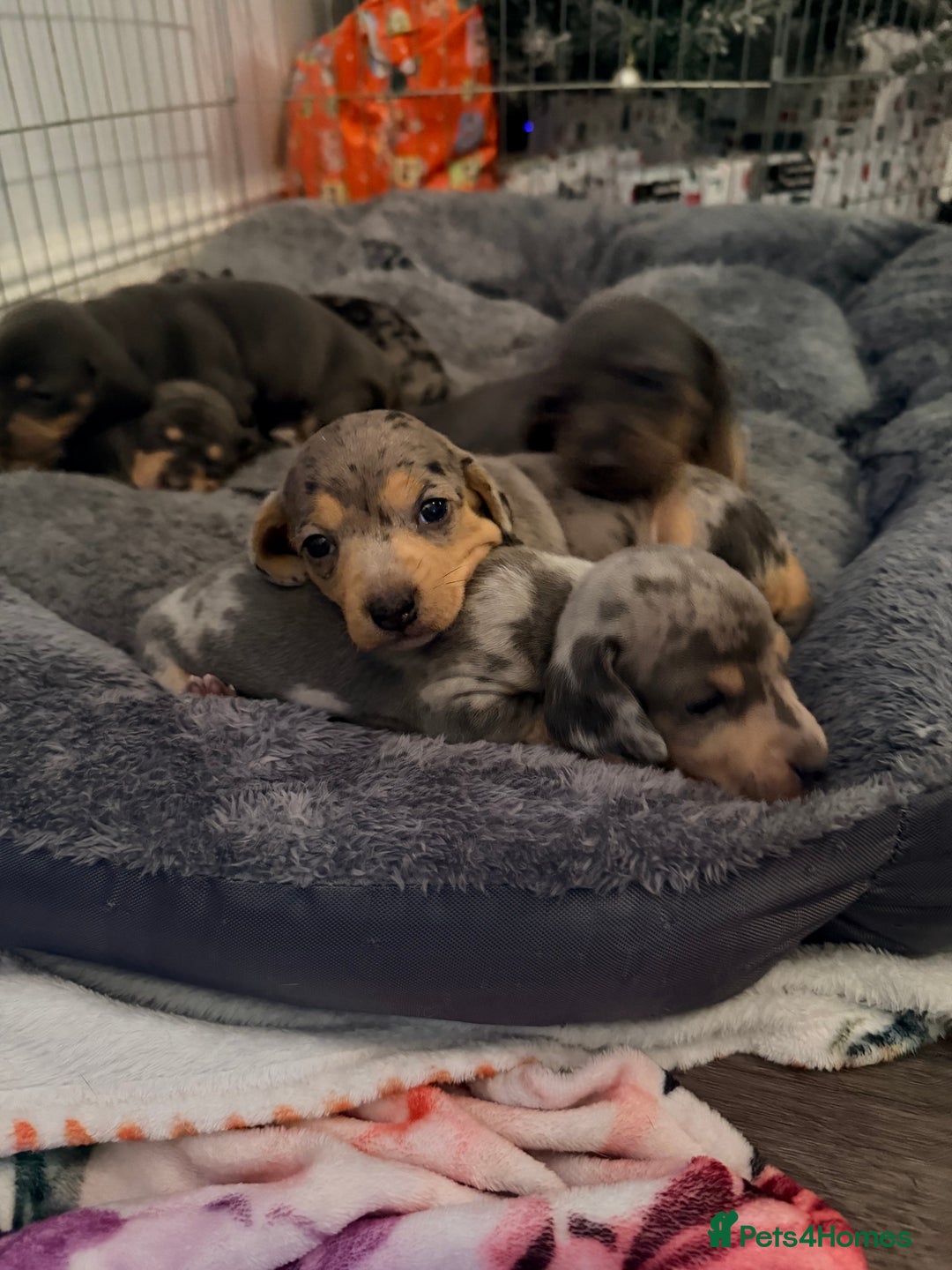 Dachshund dogs for sale: Family dogs first puppies - stunning Dachshunds  - Advert 6