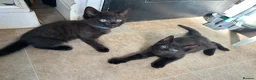 Mixed Breed cats for sale: Half bengal kittens  in Pentre - Advert 14