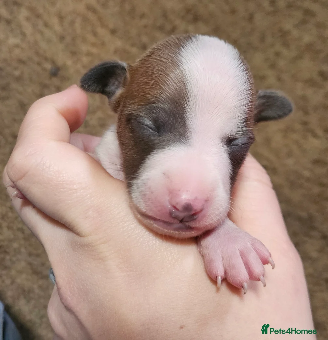 Italian Greyhound dogs for sale: Beautiful Italian Greyhound Puppies KC Registered - Advert 11