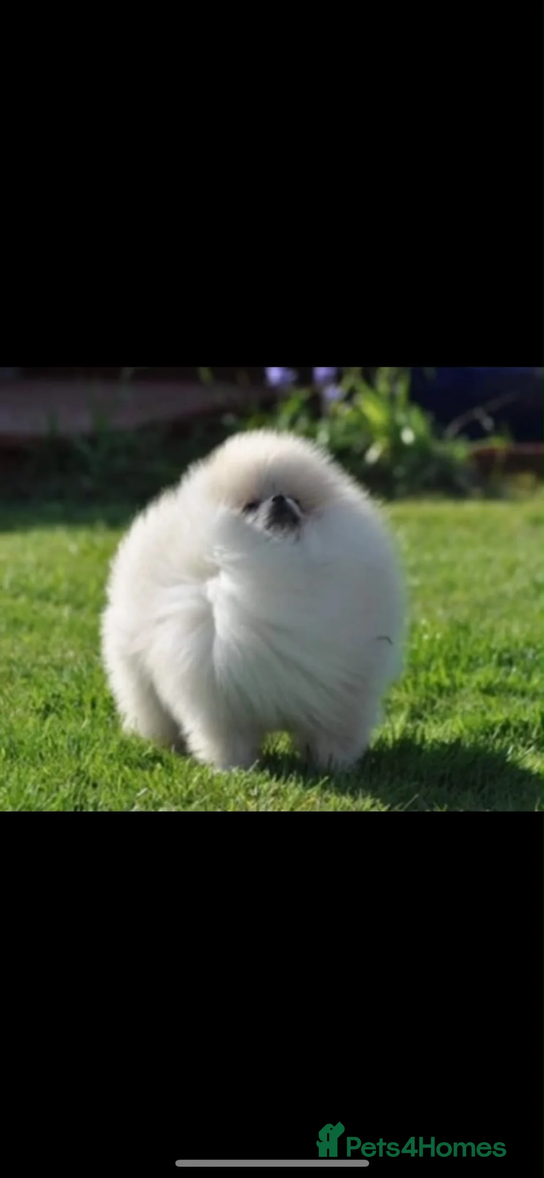 Pomchi dogs for sale: Adorable Pomchis ready to go now to family homes.  in Darlington - Advert 2