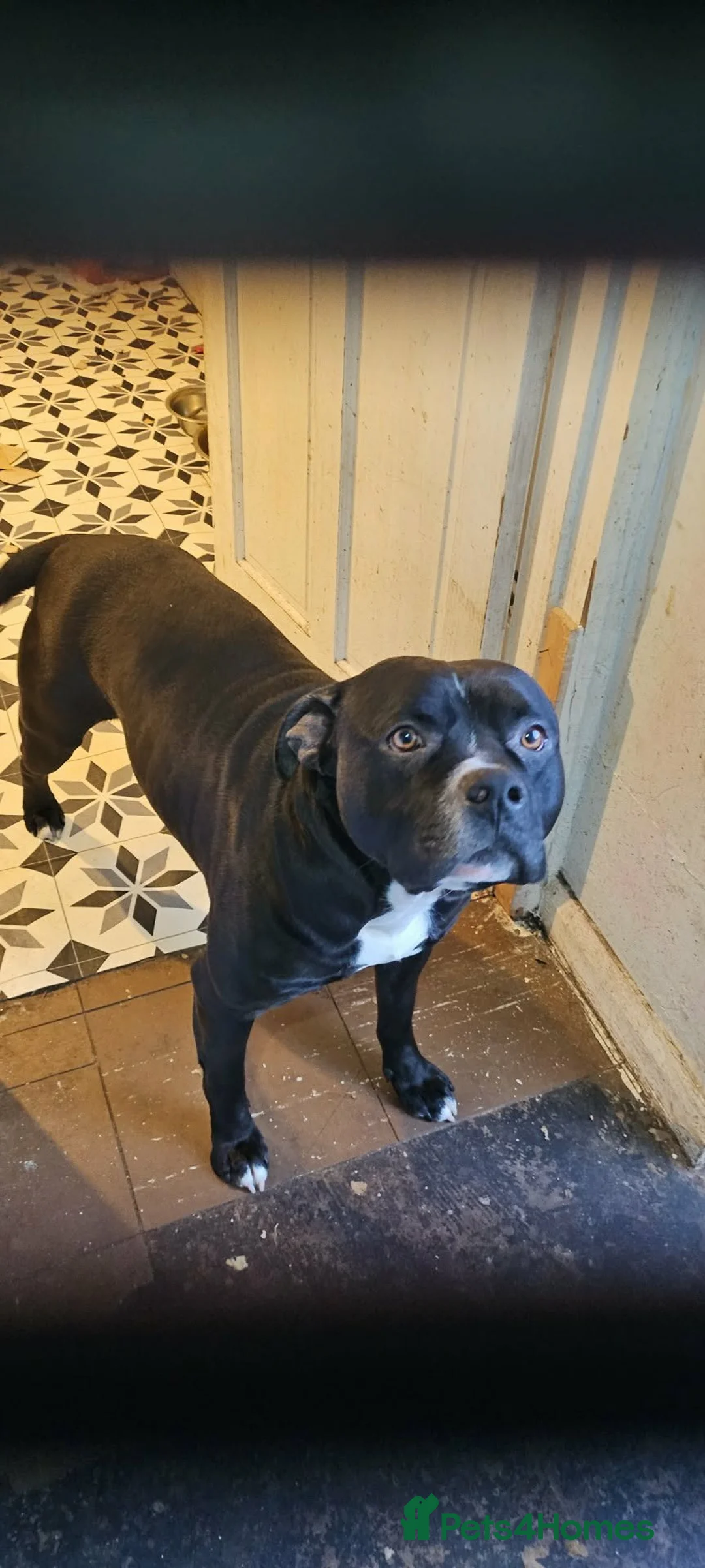 Mixed Breed dogs for sale: Male alphaha bulldog staffy mixed  - Advert 2