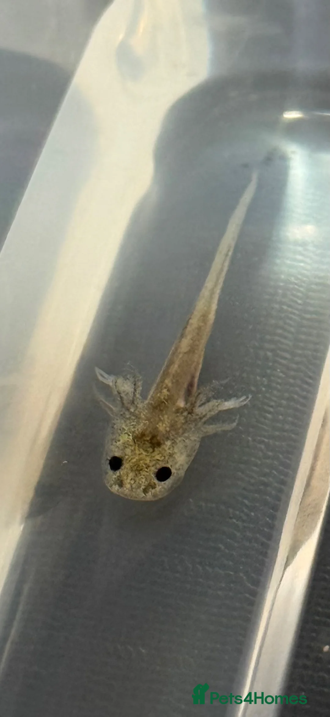 Axolotl reptiles for sale: Axolotl babies  - Advert 7