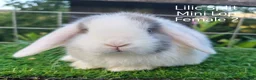 Mini Lop rabbits for sale: Various Mini Lip youngsters females  - Advert 5