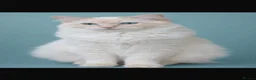 Ragdoll cats for sale: Beautiful Pedigree Ragdoll Kittens  - Advert 14
