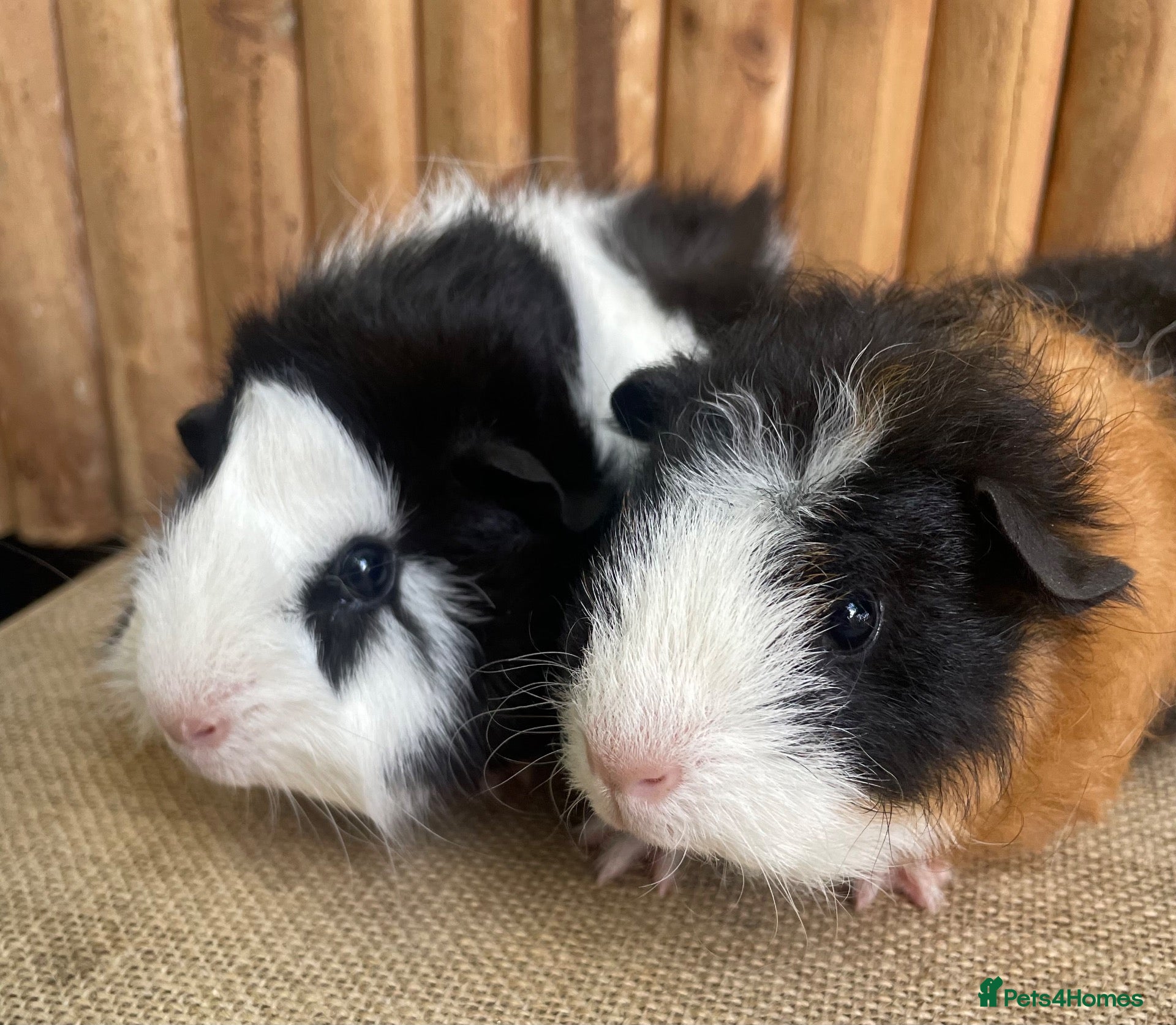 Guinea Pig rodents Baby boys  - Advert 2