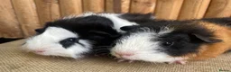 Guinea Pig rodents for sale: Baby boys  - Advert 1