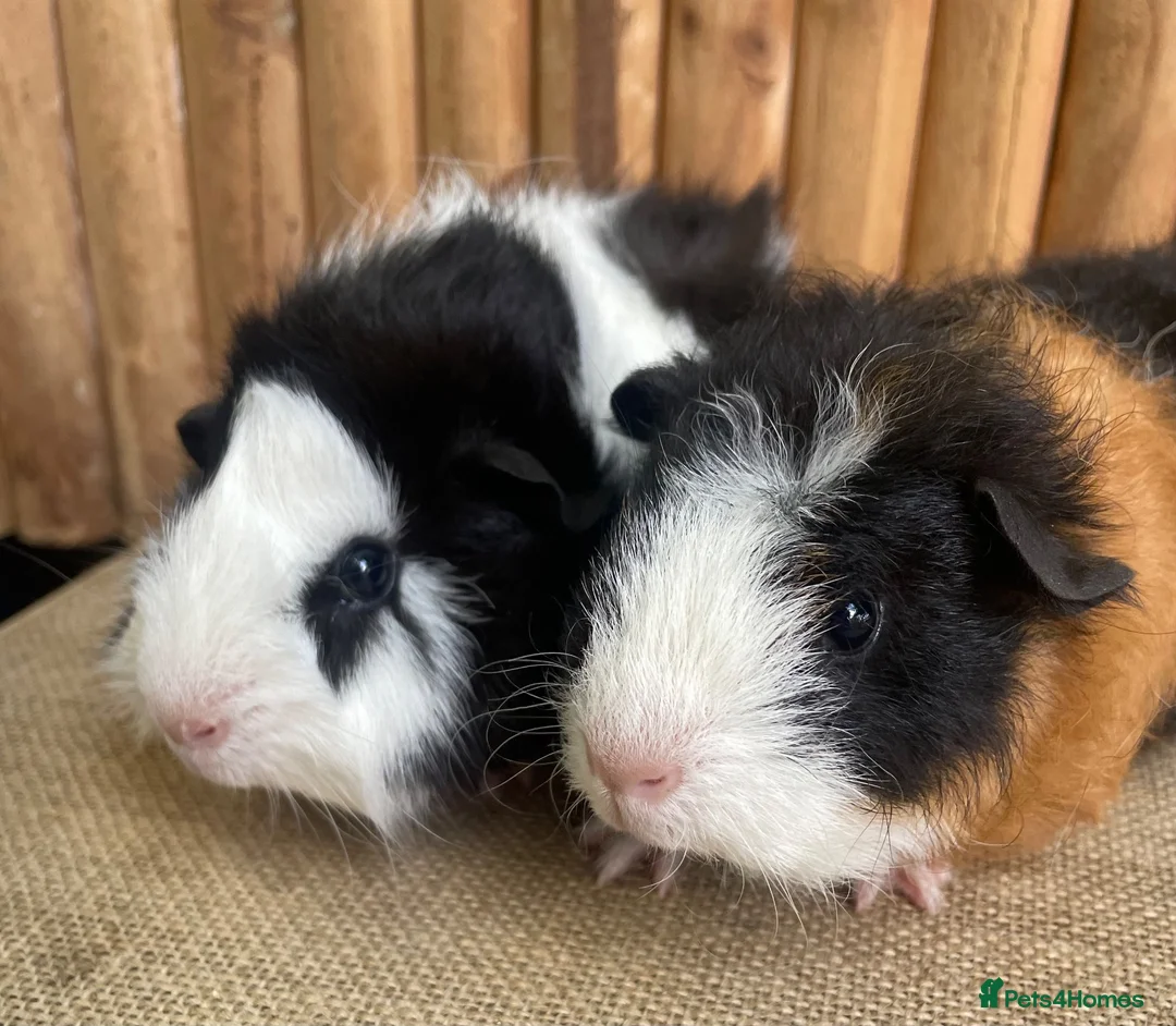 Guinea Pig rodents for sale: Baby boys  - Advert 1