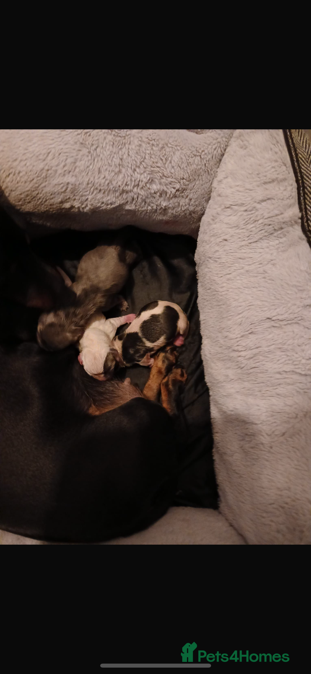 Mixed Breed dogs for sale: 6 month old dashhound for sale  - Image 4