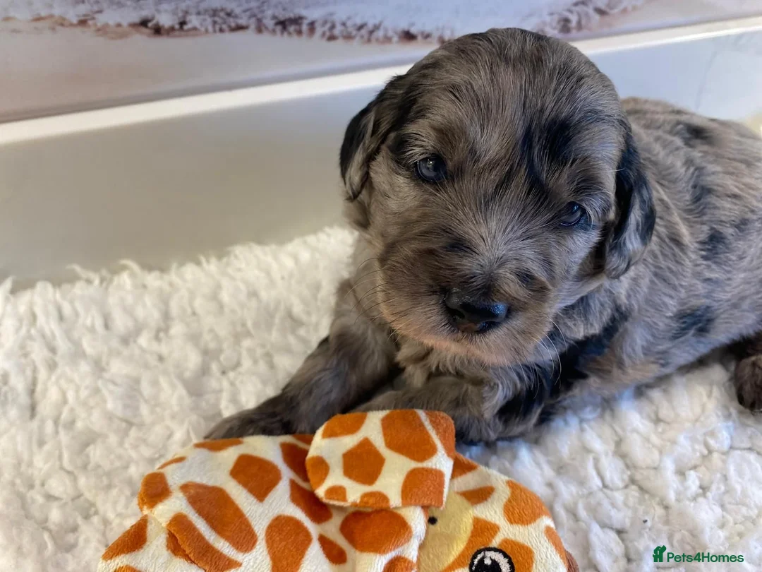 Goldendoodle dogs for sale: Gorgeous Goldendoodle puppies - Advert 2