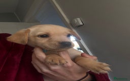 Labrador Retriever dogs for sale: KC registered Labrador puppies - Image 22