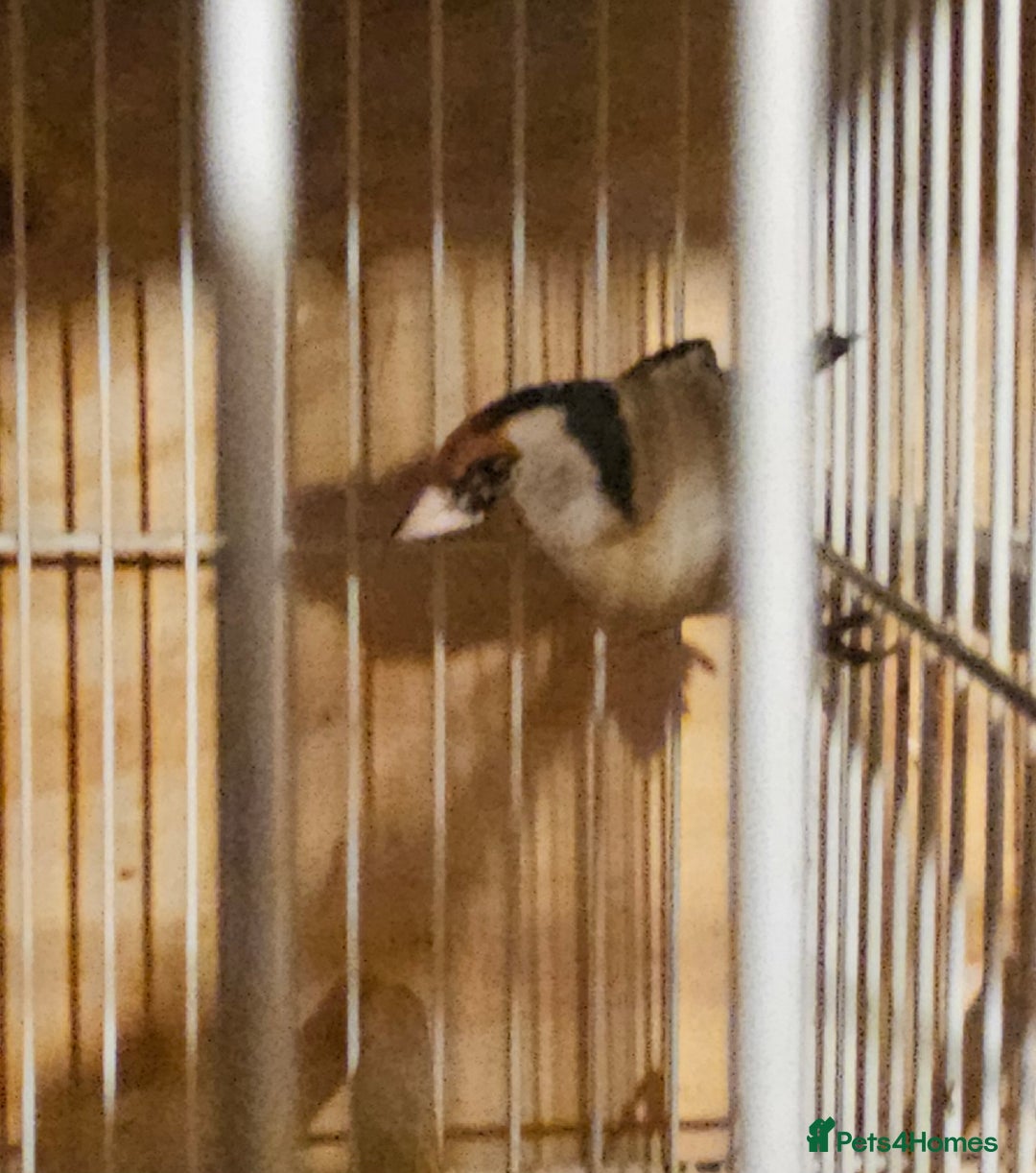 Finches birds for sale: Goldfinches, Bengalese finches & Zebra Finches - Advert 5