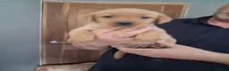 Labrador Retriever dogs for sale: Fox red and yellow labrador puppies - Advert 4
