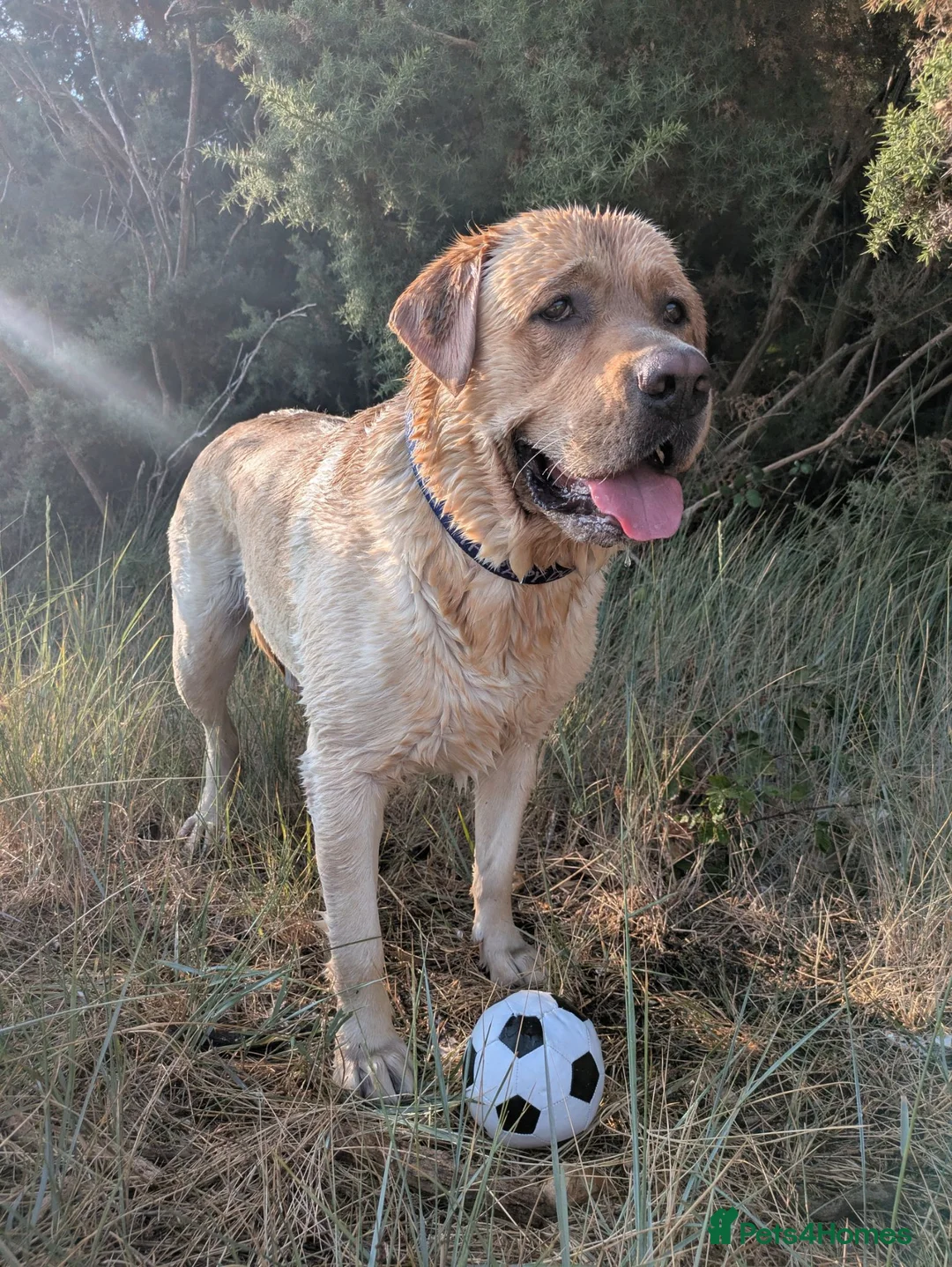 Labrador Retriever dogs for stud: Barney Rex in Radlett - Advert 1
