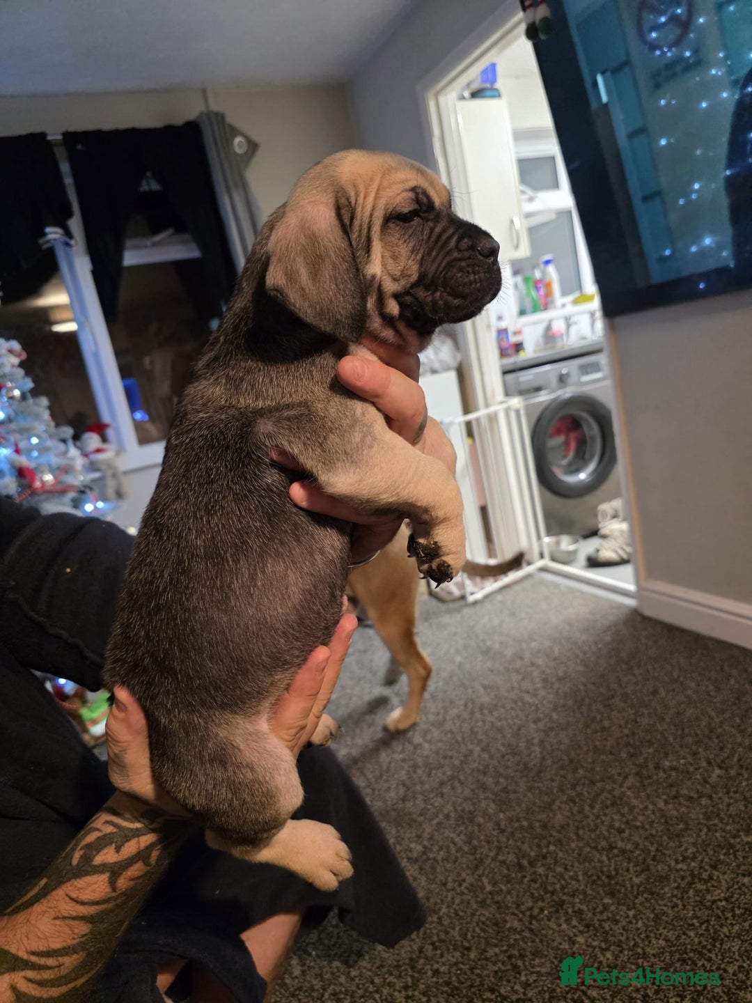 Cane Corso dogs for sale: Cane corso pups - Advert 13