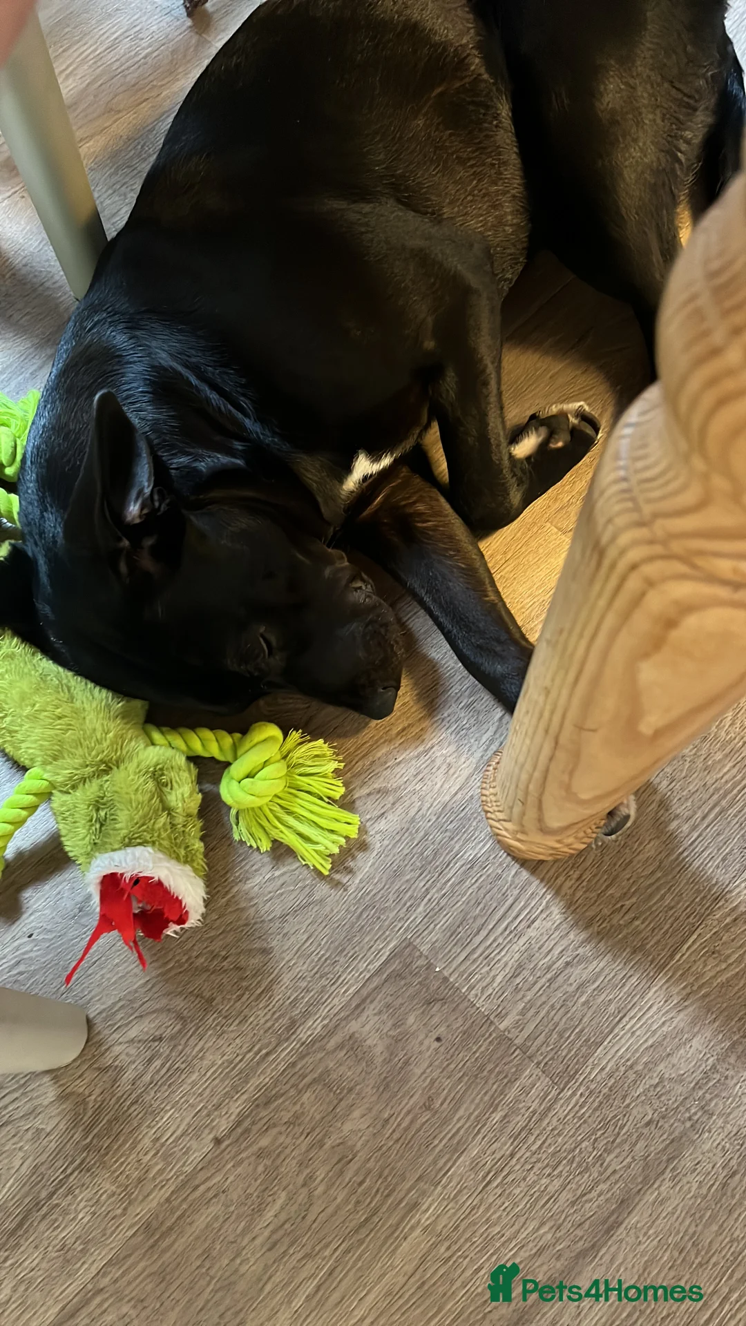 Mixed Breed dogs for sale: 9 months old Kali - Advert 4