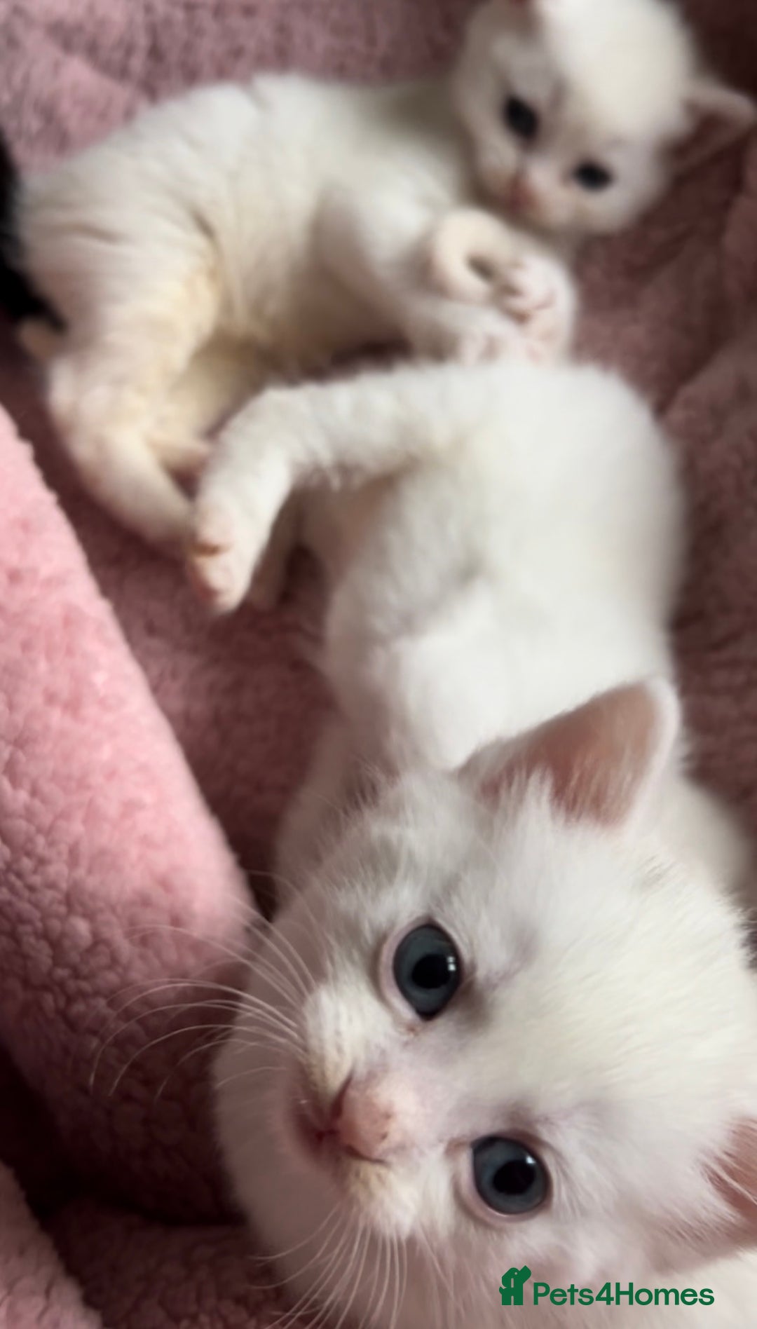 Mixed Breed cats for sale: Sweet kittens need a loving home - Image 7