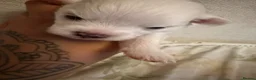 Pomeranian dogs for sale: 4 beautiful white Pomeranian boys  in Gloucester - Advert 15