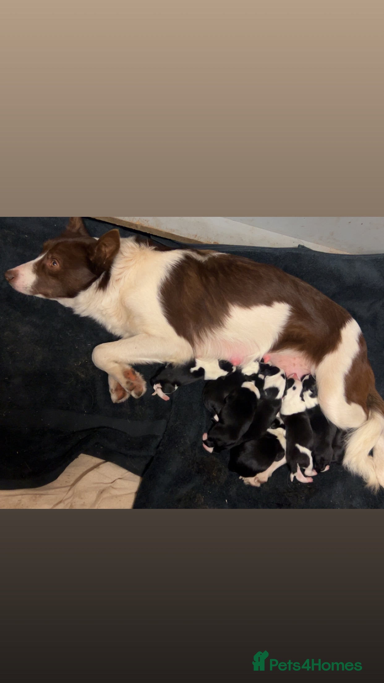 Border Collie dogs Beautiful border collies  - Advert 7