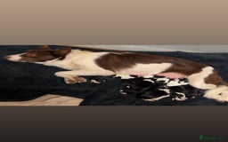 Border Collie dogs for sale: Beautiful border collies  - Image 1