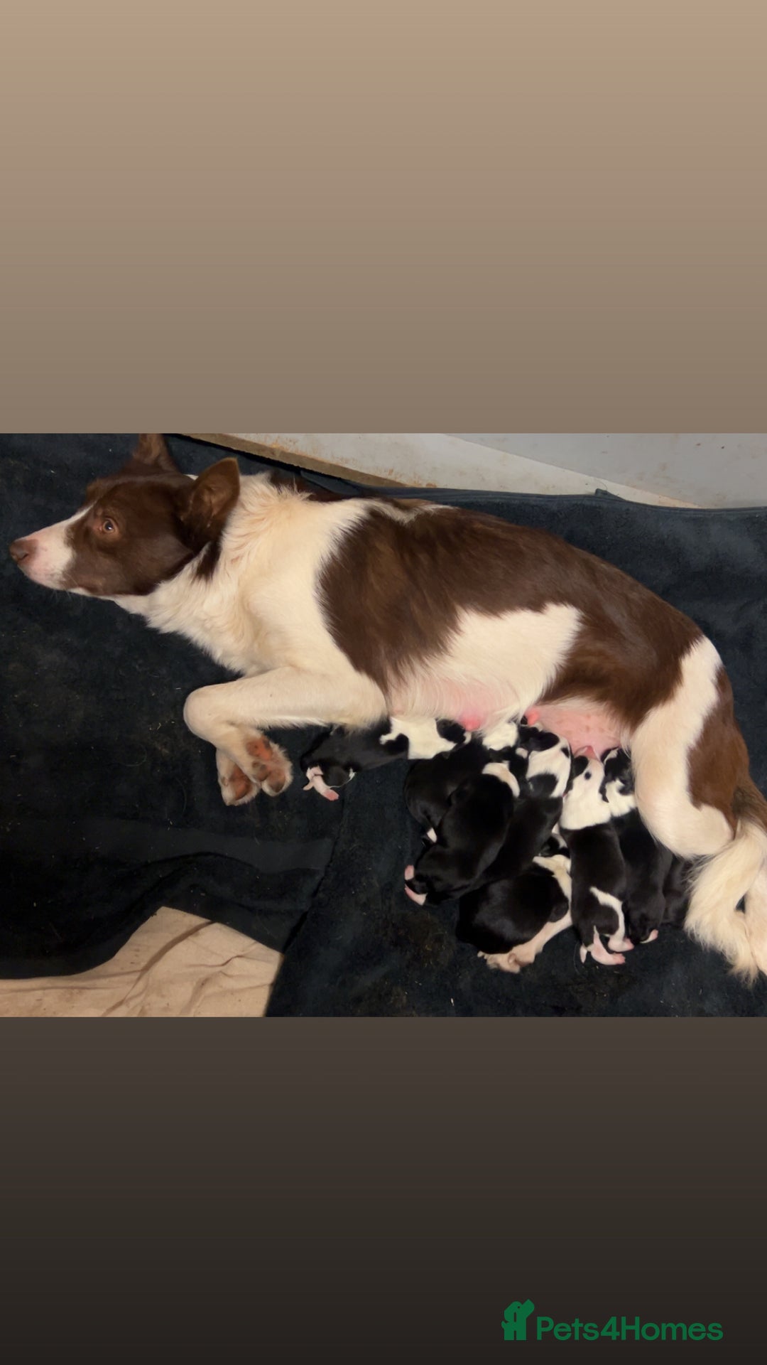 Border Collie dogs for sale: Beautiful border collies  - Image 1