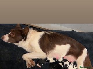 Border Collie dogs - Advert 11