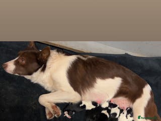 Border Collie dogs Beautiful border collies - Advert 9