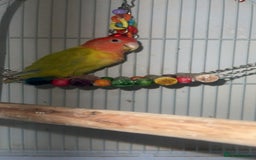 Lovebirds birds for sale: 1 male lovebird comes with cage  - Image 3