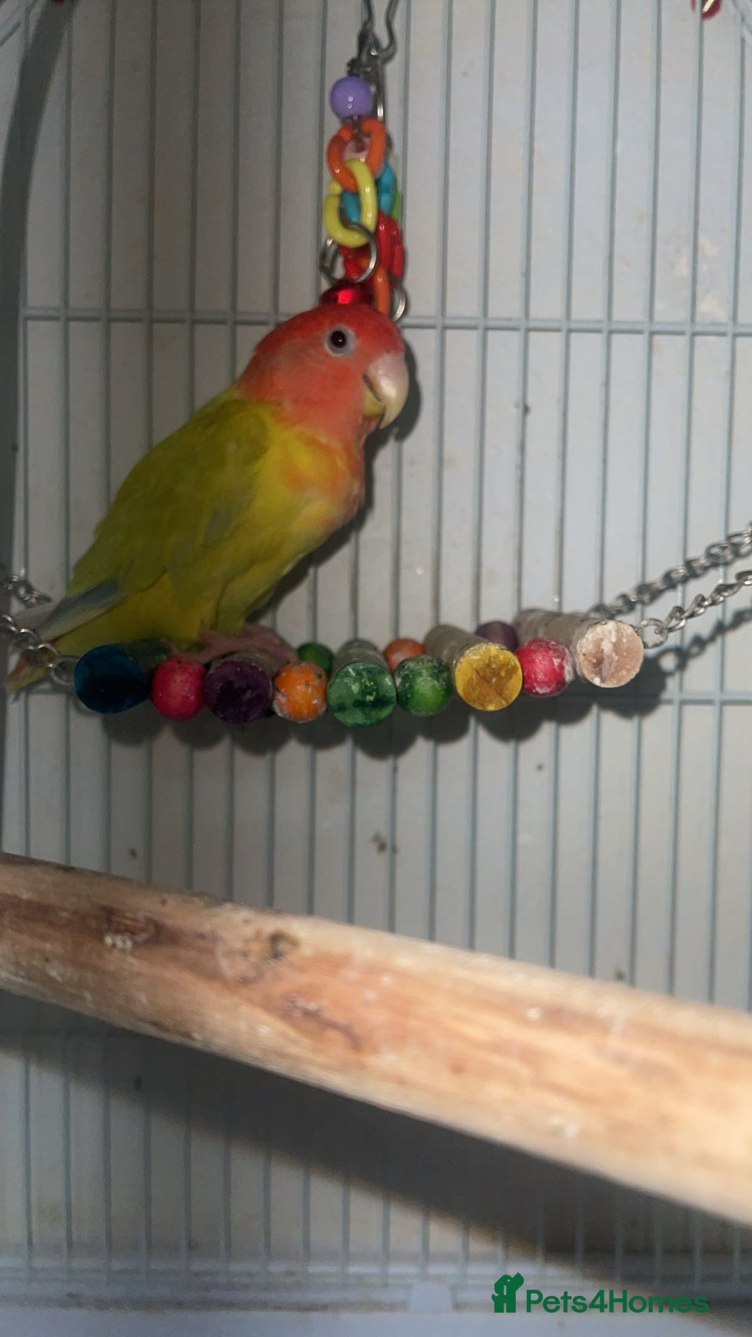 Lovebirds birds for sale: 1 male lovebird comes with cage  - Image 3
