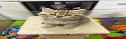 British Shorthair cats for sale: Beautiful  British Shorthair kittens 🐾 - Advert 10
