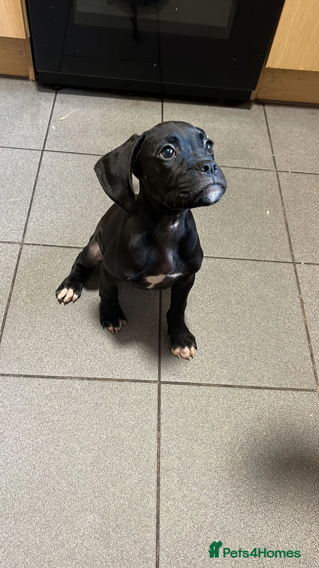 Mixed Breed dogs for sale: Bull-Boxer in Wolverhampton - Advert 9