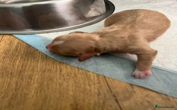 Cavapoo dogs for sale: Beautiful Cavapoo puppies  - Image 6