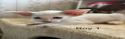 Oriental cats for sale: ✨Gorgeous Oriental Shorthair Kittens  - Advert 8