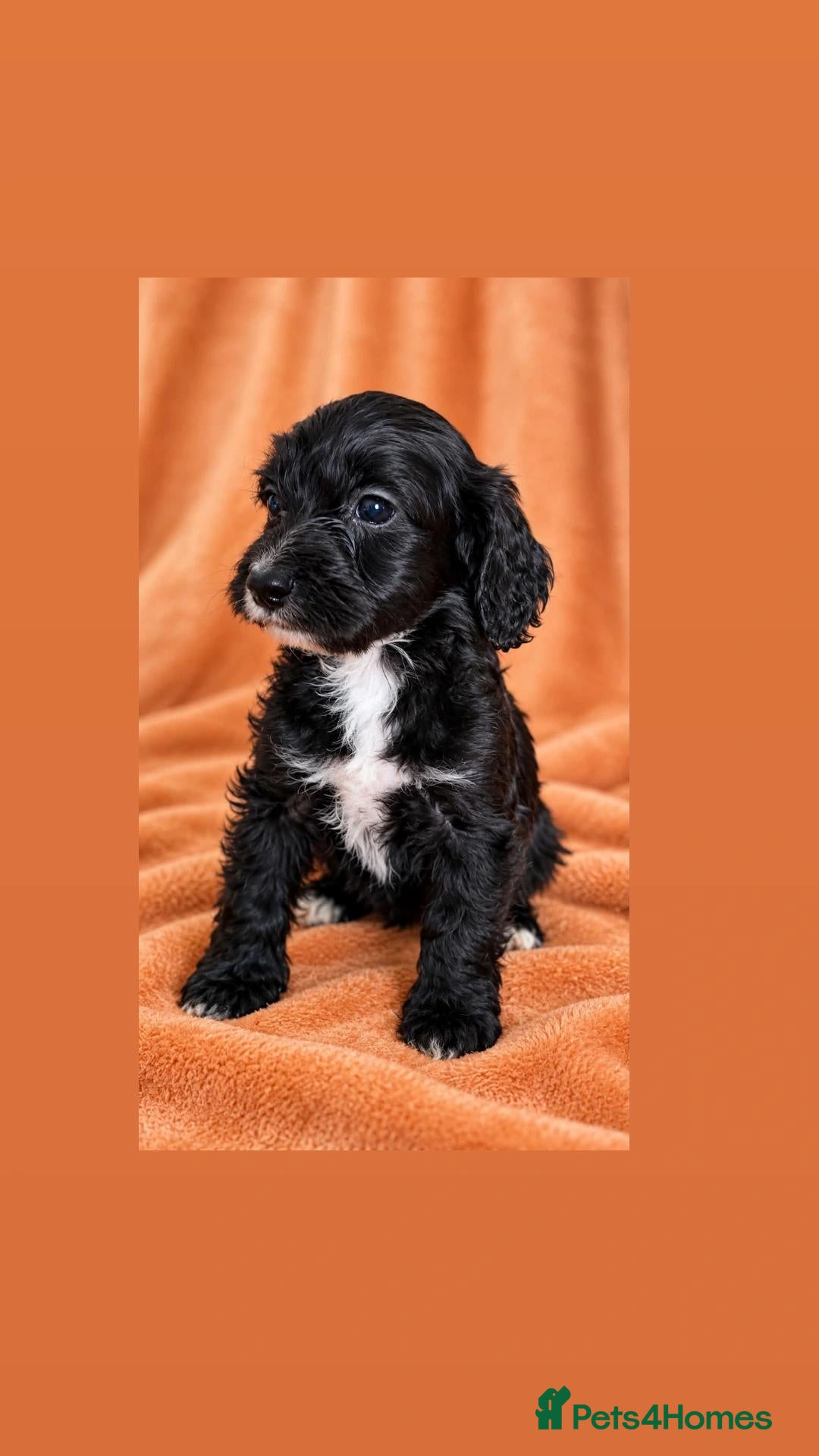 Cockapoo dogs for sale: LAST TWO beautiful cockapoos - Advert 1