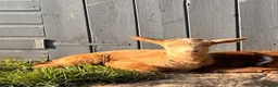 Goats livestock for sale: Registered Disbudded British Guernsey Nanny Kid in Lymington - Advert 1