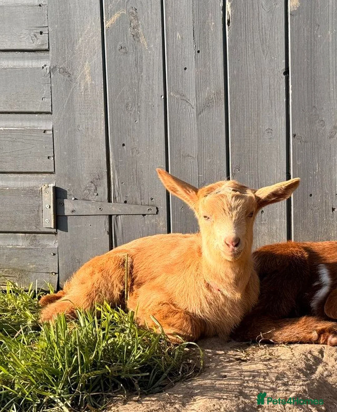 Goats livestock for sale: Registered Disbudded British Guernsey Nanny Kid in Lymington - Advert 1