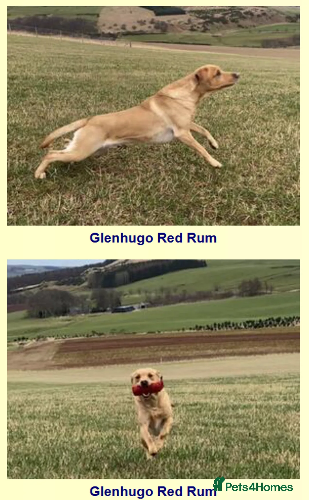 Labrador Retriever dogs for sale: Beautiful KC Registered Labrador Puppies - Advert 11