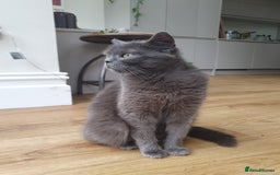 British Shorthair cats for sale: Cute black and white male kitten half BSH/tabby - Image 6