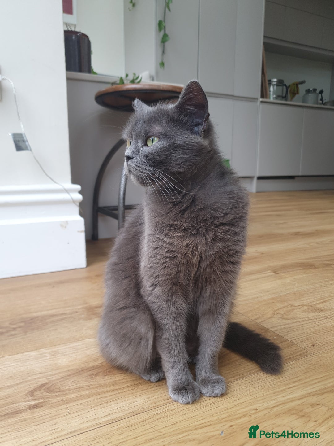 British Shorthair cats for sale: Cute black and white male kitten half BSH/tabby - Image 6