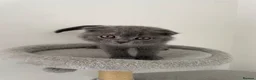 Scottish Fold cats for sale: Scotish straight/ fold  - Advert 7