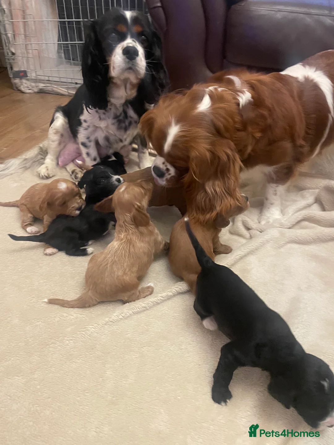 Cavapoo dogs for sale: Beautiful cavapoo puppies  - Advert 10