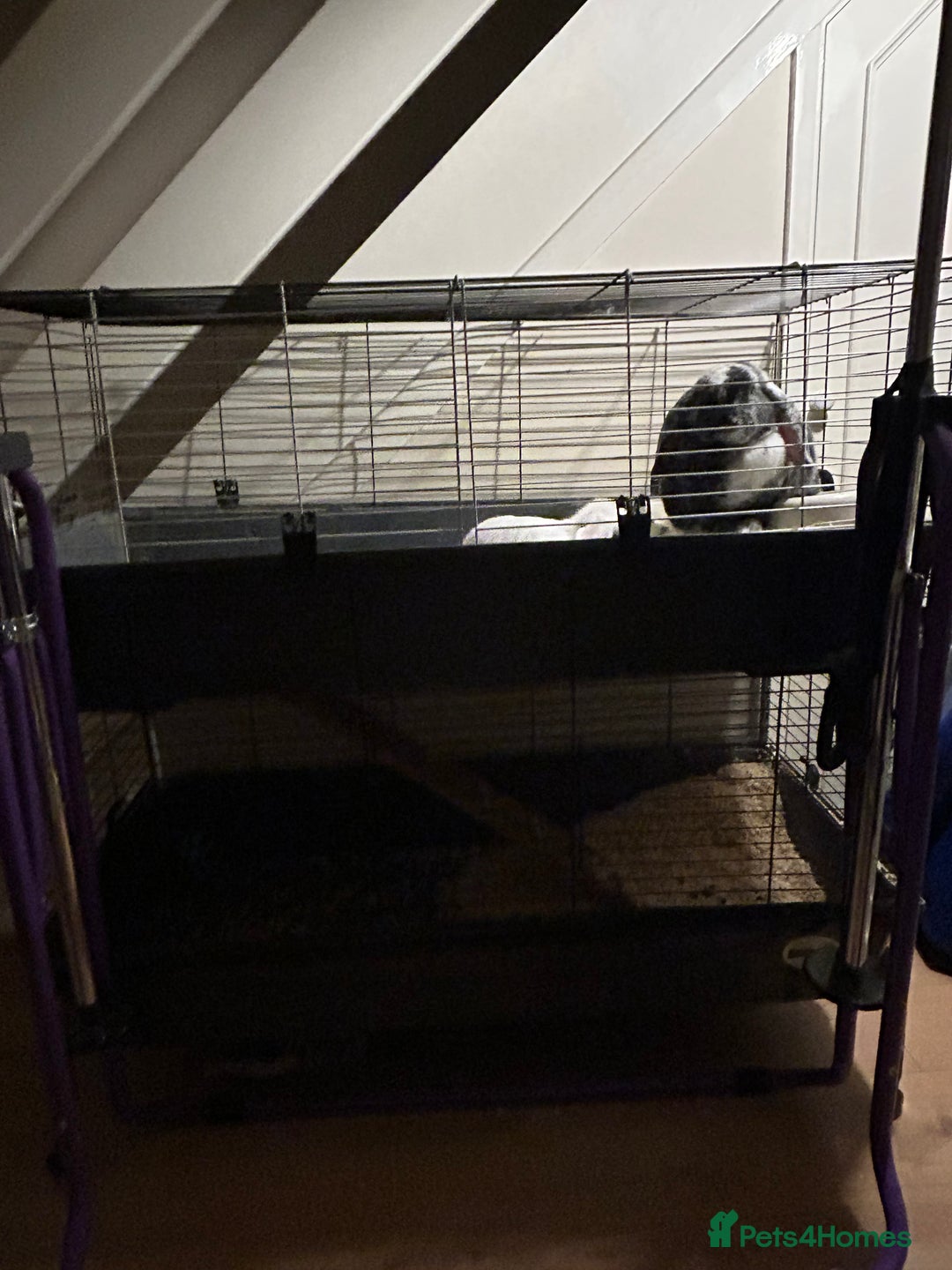 German Lop rabbits for sale: Two male bonded rabbits - Advert 4