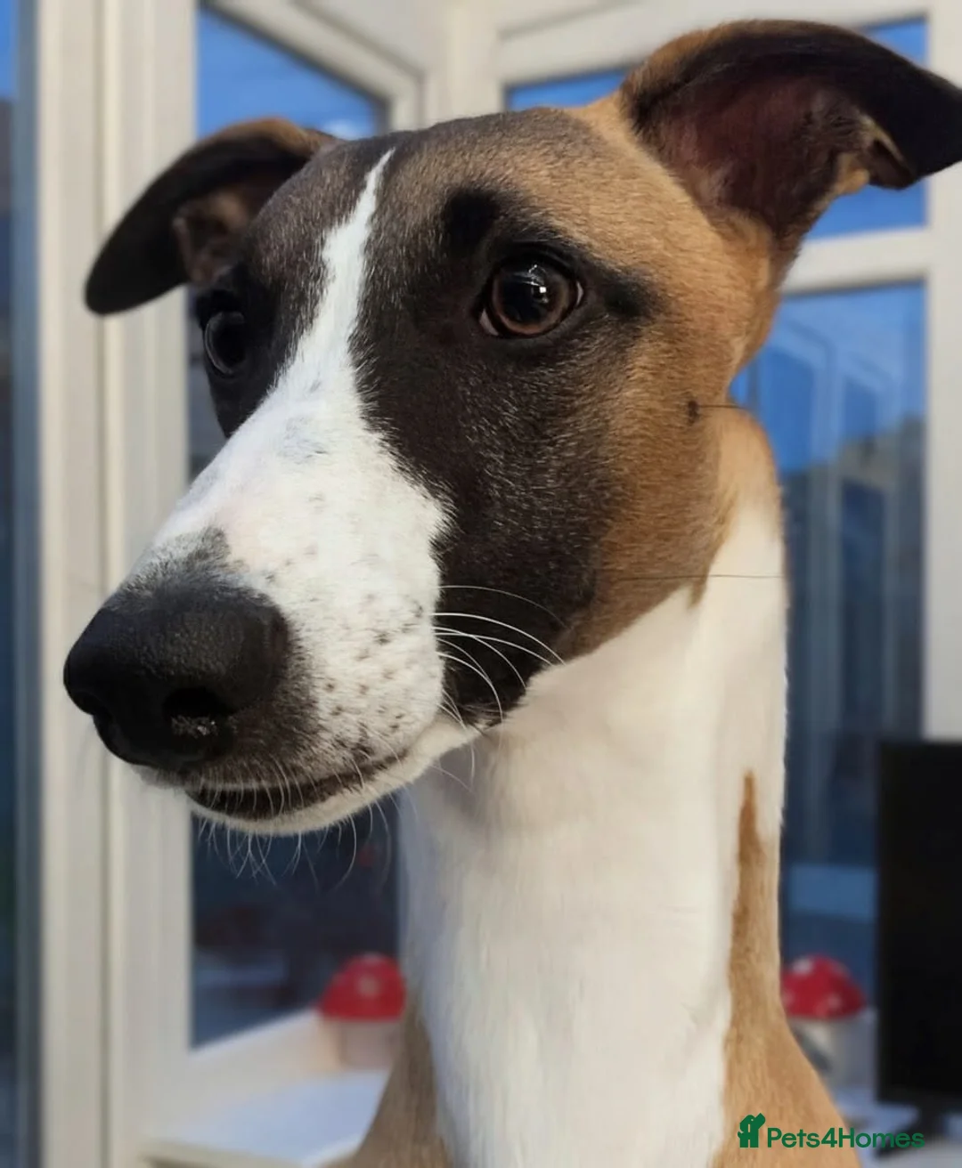 Whippet dogs for sale: Gorgeous whippet needs new home - Advert 1
