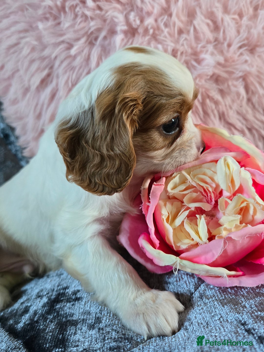Cavalier King Charles Spaniel dogs for sale: Beautiful KC reg Cavalier King Charles Puppies  - Advert 32
